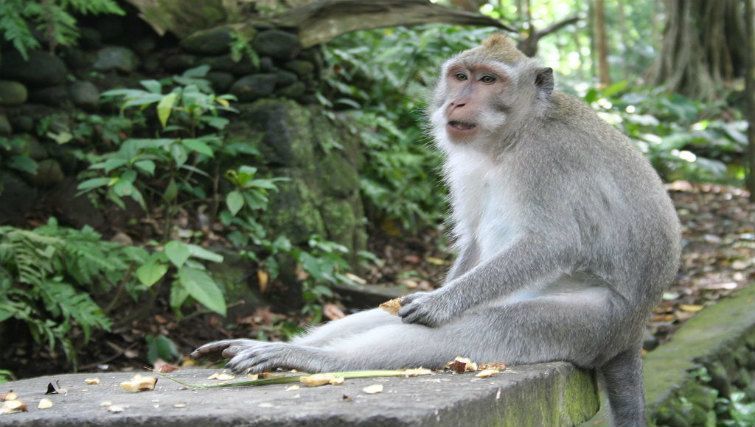animal lover's guide to Bali