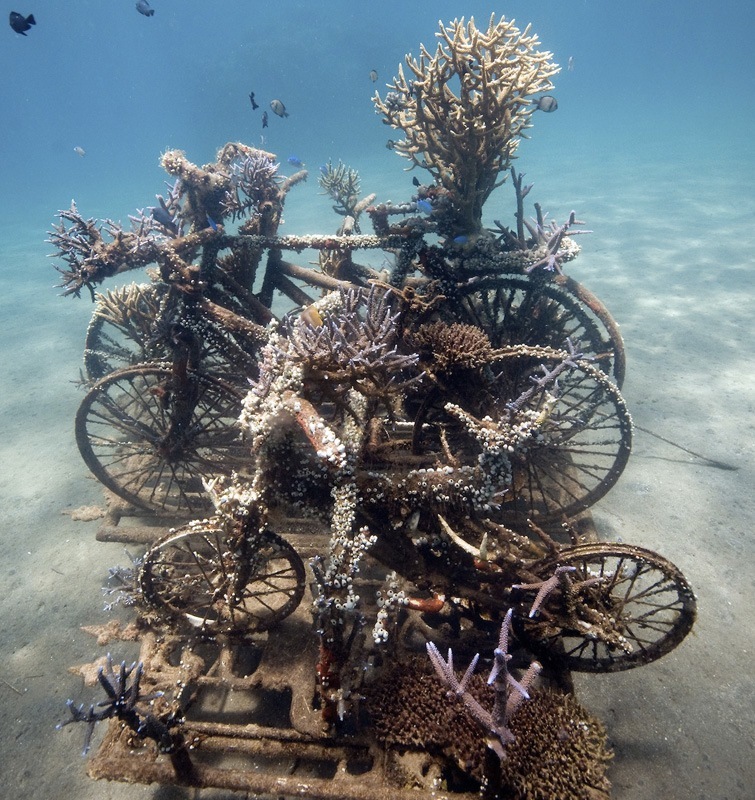 Sculpture of the bicycles which has well developed corals growing on it, located in Permuteran. Photo by Jeremy Ferris